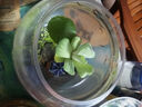 唯友一葉蓮水培植物迷你遇水開(kāi)花輕松好養桌面植物水生綠植帶花苞 迷你3片(7-9cm) 曬單實(shí)拍圖