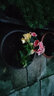 重瓣麗格海棠盆栽開花室內(nèi)陽(yáng)臺(tái)花卉玫瑰玻璃海棠 黃色麗格海棠 含加侖盆 曬單實(shí)拍圖