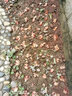 囧仙子四川新鮮小香蔥干紅蔥頭四季蔥紅火蔥榨蔥油酥5斤 紅蔥頭5斤 大個 曬單實拍圖