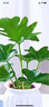 行湘春羽水培綠植桌面綠植盆栽觀葉盆景+白色南瓜塑料吸水盆 源頭直發(fā) 曬單實(shí)拍圖