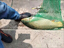 川澤淺水漂草洞冰釣魚(yú)漂加粗醒目小吃鉛高靈敏浮漂鯽魚(yú)大浮力綜合漂 CN-7粗尾【淺水草鳊】鉛3.5-4.5g 3號 曬單實(shí)拍圖