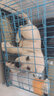 寵六福純種拉布拉多幼犬活體幼崽寵物狗狗活體小狗活物 寵物級(jí) A級(jí) 公 曬單實(shí)拍圖