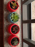 若綠 多肉植物套裝 多肉植物 辦公室桌面 帶盆帶土 套餐多肉 八千代 藍(lán)色盆 含盆 曬單實(shí)拍圖