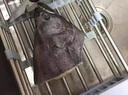 漁吻格陵蘭鰈魚(yú)頭深海特大蝶魚(yú)頭新鮮冷凍鴉片魚(yú)頭商用雅片魚(yú)頭海魚(yú) 【7兩/個(gè)】 碟魚(yú)頭 350g *2個(gè) 曬單實(shí)拍圖