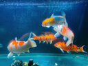 歐亞瑟外置過(guò)濾桶德國進(jìn)口魚(yú)缸過(guò)濾器過(guò)濾設備水族箱草缸烏龜缸凈水器M850(不帶加熱棒) 曬單實(shí)拍圖