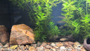 異景園魚缸造景莫斯水草陶罐躲避洞魚蝦躲避屋慈鯛罐水晶蝦窩繁殖罐蝦罐 石頭罐綁莫斯 曬單實(shí)拍圖