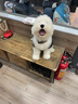 柴墨精品古代牧羊犬幼犬家養(yǎng)寵物狗狗活體血統(tǒng)古牧犬幼崽小狗 寵物級 【古代牧羊犬】 曬單實拍圖