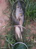 BAISHA FISH BS白鯊鰱鳙二代方塊餌料酸臭味草莓味霧化好拋竿海竿主攻花白鰱魚(yú)餌 二代酸臭鰱鳙方塊【快霧化】 【1包裝】 曬單實(shí)拍圖