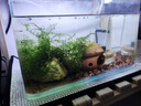 奈寵爬寵加熱墊溫控魚缸加熱墊爬蟲烏龜蛇蜥蜴守宮蛙加熱膜保溫加熱毯 5W無極調(diào)溫14*15cm 溫控30-55℃ 石墨烯加熱墊 曬單實拍圖