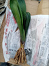 【貂蟬君子蘭苗盆栽】圓頭君子蘭大苗國花君子蘭花卉開(kāi)花植物盆栽 3-4葉裸根特小苗君子蘭不開(kāi)花 曬單實(shí)拍圖