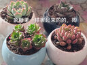 迎虞花苑新手帶盆多肉植物盆栽套餐綠植盆景組合活動(dòng)批發(fā) 4個(gè)圓球花盆+土（不含植物 曬單實(shí)拍圖