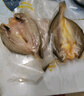 三都港 三去清蒸寧德黃花魚新鮮大黃魚活魚速凍鎖鮮冷凍魚類海鮮水產(chǎn) 清蒸黃花魚300g（內(nèi)含2條）*3包 曬單實(shí)拍圖