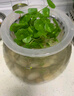 愛(ài)你一萬(wàn)年銅錢(qián)草水培植物辦公室內盆栽客廳桌面綠植花卉趣味水養金錢(qián)草 銅錢(qián)草一盆含【17*6水仙白瓷盆】 曬單實(shí)拍圖