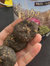 雄在【原種大瑪咖高海拔】高原干果瑪卡瑪咖粉馬卡切片泡酒泡茶補(bǔ)防秘魯黑瑪卡種植環(huán)境非進(jìn)口官方 精選大果瑪咖250克【整果】 曬單實(shí)拍圖