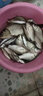 卓競?cè)昼婇_口多巴鹽釣魚小藥野釣黑坑鯽魚鯉魚誘魚劑魚餌配方大全 促食 多巴鹽1瓶 曬單實拍圖