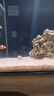 奶嘴海葵超奶珊瑚活體?？铙w珊瑚活體奶嘴珊瑚活體配小丑魚(yú)共生 超奶綠奶嘴 5-6CM 曬單實(shí)拍圖