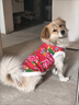 DADAGOU狗狗衣服東北大花棉襖網(wǎng)紅新年小中大型犬貓咪泰迪法斗加厚棉馬甲 大花襖簡(jiǎn)易版 3XL(胸圍70CM 約26-45斤寵物) 曬單實(shí)拍圖