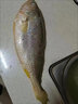 朵芙黃花魚 冰鮮大黃魚 黃魚4條 海鮮水產(chǎn) 燒烤食材生鮮魚類年貨送禮 【超大號】2斤/條碼頭直供 曬單實拍圖