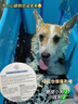 HAPPYIT它歡狗狗沐浴露殺菌除臭洗澡金毛柯基沐浴液香波寵物用品 全犬通用沐浴露480ml 曬單實拍圖