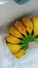 ZXC 廣西香蕉小米蕉 新鮮皇帝蕉 粉芭蕉 糯米蕉 9斤 4.5kg 曬單實(shí)拍圖
