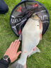 一味化氏活魚(yú)袋加厚耐磨便攜釣魚(yú)折疊魚(yú)袋漁獲裝魚(yú)袋垂釣用品 MINI款【65*68cm 無(wú)增氧孔】 曬單實(shí)拍圖