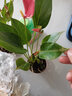 臨雅水培植物粉掌盆栽水養(yǎng)紅掌鮮花綠植辦公室內(nèi)桌面好養(yǎng)活四季開花 紅掌兩棵-無(wú)花瓶 曬單實(shí)拍圖
