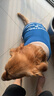 超可耐秋天大型犬狗狗衣服金毛衣服邊牧拉布拉多薩摩耶大狗衣服薄款背心 藍(lán) 6XL碼(65-85斤，犬種不同體型差異) 曬單實(shí)拍圖