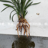 浙江自然老種蘭花苗  春蘭 【大富貴】濃香綠植花卉  假一賠十 6苗連體 不含盆 曬單實(shí)拍圖