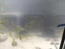 興國海（Singoseafarm）綠羽毛藻 藻缸活體藻類(lèi)珊瑚魚(yú)缸吸收NO3PO4 快遞發(fā)貨包活興國海 羽毛藻15克 曬單實(shí)拍圖