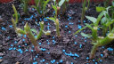 史丹利 氮肥花用通用家用花卉水溶肥有机种菜尿素肥料化肥蔬菜高氮 实拍图
