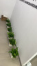 双盟绿萝盆栽除甲醛花卉绿植办公室新房净化空气180方形3盆源头直发 实拍图