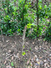 巨王棗苗 蜜棗 大棗子苗 棗樹(shù)苗當年結果 5年苗當年結果 20cm(含)-140cm(含) 曬單實(shí)拍圖