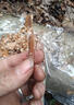 菇婆婆香菇椴木菌種子平菇食用菌種黑木耳斷段木頭種植冬菇食用栽培蘑菇 1個錘子+1個打蓋工具 【椴木專用】 曬單實拍圖