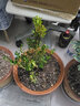 小葉皺皮雀舌黃楊盆景植物稀有盆栽造型名貴樹(shù)苗室內小苗老樁米葉 30-40公分苗(帶營(yíng)養杯) 帶盆栽好 曬單實(shí)拍圖