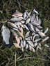 釣魚(yú)王新品今晚吃魚(yú)小米魚(yú)餌鯽魚(yú)鯉魚(yú)餌料打窩米手拋打窩料釣魚(yú)餌料 今晚吃魚(yú)小米【280g*2瓶】 曬單實(shí)拍圖