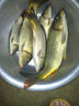 OEMG日夜兩用浮漂咬鉤變色夜光漂加粗醒目電子漂高靈敏夜釣鯽魚鯉魚漂 黑色(通殺)GM-B04【吃鉛2.7g】 【咬鉤變色】1支(配1粒電池) 曬單實拍圖