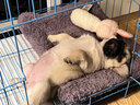 碧影巴哥犬幼犬純種活體寵物狗狗巴哥犬八哥犬幼犬活體幼崽憨厚哈巴狗 寵物級(jí)  普通款 弟弟 曬單實(shí)拍圖