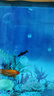 森悠（SARYOR）金苔鼠淡水魚(yú)魚(yú)缸清潔魚(yú)觀(guān)賞魚(yú)熱帶魚(yú)好養工具魚(yú)吃垃圾魚(yú) 彩虹鯊10條(4-6cm) 曬單實(shí)拍圖