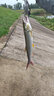 北溟魚(yú)碳氟線垂釣主線淡水磯釣滑漂線魚(yú)線柔軟不打卷原絲尼龍線碳線漁線 強(qiáng)悍氟碳涂層線120米 1.0號(hào) 曬單實(shí)拍圖