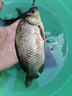 金龍金龍魚(yú)餌逗釣大板鯽抖米四代釣魚(yú)抖米餌料可掛鉤酒米野釣鯽魚(yú)鯉魚(yú) 抖米四代-中藥VB+麝香各2瓶 50g 曬單實(shí)拍圖