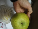 安徽正宗碭山梨青梨翠玉梨 順豐發(fā)貨 青皮梨子 現(xiàn)摘脆甜水果 9斤[人工精選梨子] 順豐快遞[禮盒包裝] 曬單實(shí)拍圖