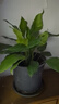 萬年青綠植盆栽植物室內桌面客廳大型盆景花卉Y 萬年青40-50厘米10棵 不含盆 曬單實拍圖
