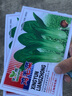 雞毛菜種子上海青菜菜種籽大全小白菜四季陽臺盆栽菜籽種蔬菜種子 雞毛菜種子【1包 約1千?！?曬單實拍圖