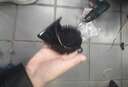 音美佳適用哈弗大狗神獸F7H6梟龍汽車(chē)蝸牛鳴笛喇叭超響防水無(wú)損安裝 哈弗F7/F7 X【蝸牛喇叭1對】 雙喇叭  專(zhuān)車(chē)專(zhuān)用 曬單實(shí)拍圖