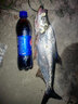 禧瑪諾（SHIMANO）23款斯塔迪克紡車(chē)輪STRADIC路亞海釣海水漁輪小斯泰拉遠投翹嘴輪 C2500SXG【國行帶?？ā?曬單實(shí)拍圖