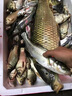 富源百川江湖至尊線組綁好魚線成品線組釣線臺(tái)釣主線組合全套套裝八字環(huán) 【2卷裝】 6.3米 -競技線組 3.0號(hào) 曬單實(shí)拍圖