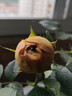 御春閣 帶花苞 歐洲 微型 花卉玫瑰 花盆栽室內陽(yáng)臺盆栽 玫瑰花苗  桔色玫瑰3-4棵裝帶花苞（原盆原土發(fā)貨） 曬單實(shí)拍圖
