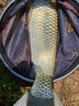 大力馬網(wǎng)兜抄網(wǎng)頭不銹鋼可折疊撈魚(yú)網(wǎng)抄魚(yú)網(wǎng)釣魚(yú)大物抄網(wǎng)頭漁具 實(shí)心直徑40網(wǎng)眼4厘米(不折疊) 曬單實(shí)拍圖