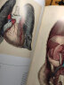 解剖之美：14世纪以来的人体解剖图鉴 实拍图