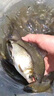 中西釣線(xiàn)桑蒂亞戈魚(yú)線(xiàn)臺釣飛磕飛魚(yú)釣線(xiàn)納米激光子線(xiàn)耐磨黑坑釣魚(yú)線(xiàn)主線(xiàn) 桑蒂亞戈（新款飛磕線(xiàn)） 30米 0.4號 曬單實(shí)拍圖